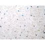 Internal Wall Panel - 250mm x 2600mm x 7.5mm White Sparkle - Pack of 4
